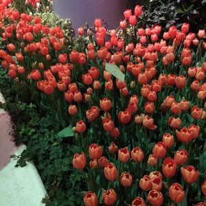 Meet your Posher, Abbey